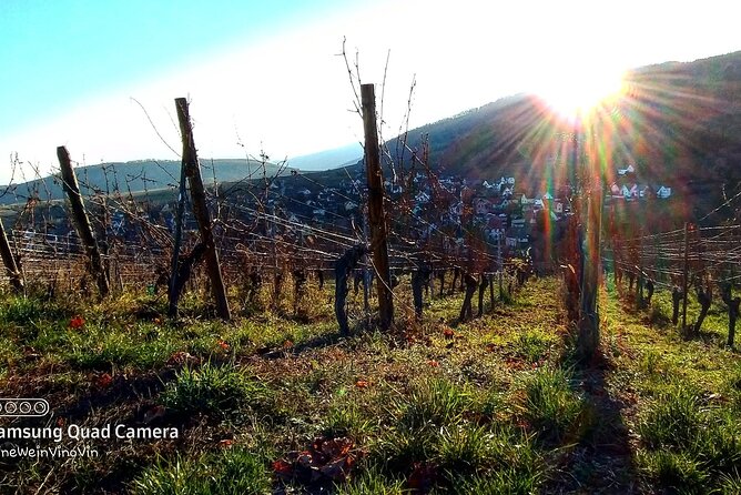 Alsace wine tour and medieval villages. Small group guided tour - Wineries you remember, because you actually talk with the people pouring