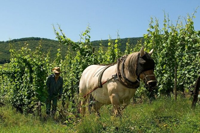 Alsace wine tour and medieval villages. Small group guided tour - How the day stays personal in a small group of 2-6