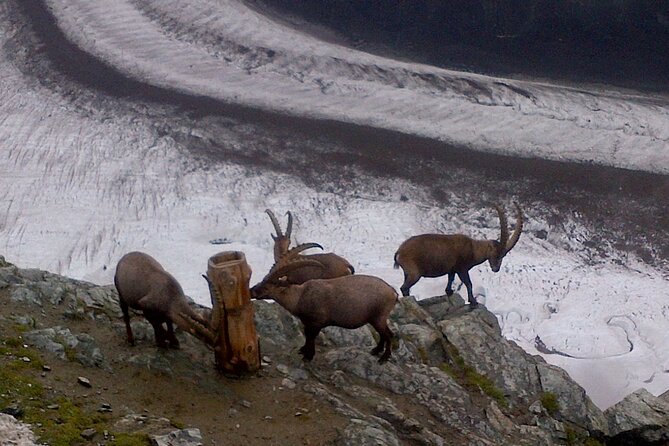 Attraction Ticket: Zermatt to Mount Gornergrat Summit - How the Flexible Return Ticket Actually Helps