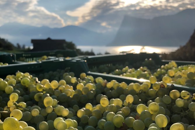 Cheese, Chocolate and Wine in the Bern Region from Luzern - Stop 1: La Gruyère Dairy, Cheese Making With Samples
