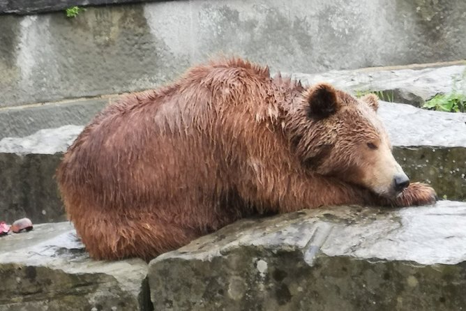 Cheese, Chocolate and Wine in the Bern Region from Luzern - Stop 4: Bern on Foot, From Rose Garden to Bears and Cathedral