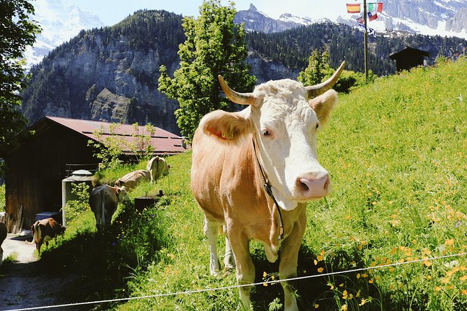 Discover Interlaken’s most Photogenic Spots with a Local - Höhematte Park: where the mountains actually fit the frame
