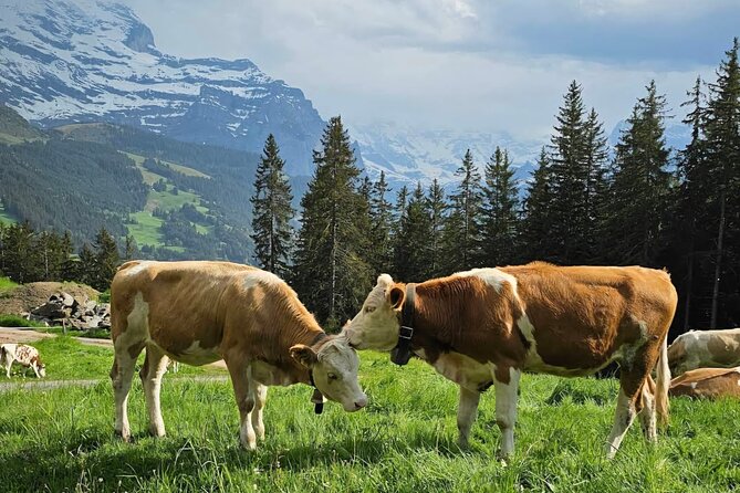 Easy countryside tour in Swiss Alps - kids friendly - Key highlights to know before you go