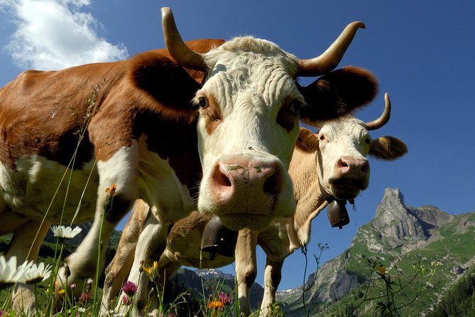 Eiger and Jungfrau Panorama Day Trip from Lucerne - The Upgrade Conversation: Make Sure You Know Jungfraujoch Is Not Included
