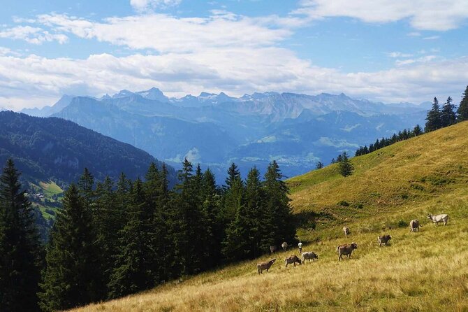 Full-Day Hiking Swiss Alps and Lake swim with Pick-up - What you eat and drink on a hiking day that lasts most of your day