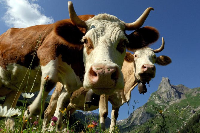 Interlaken and Grindelwald Day Trip from Lucerne - Interlaken Free Time: 2 Hours to Beat the Crowds