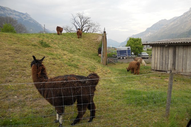 Interlaken Private Tour: Mountains Cows, Thun Lake, and Brienz Lake - Lake Brienz from Bönigen, a viewpoint that finishes the loop well