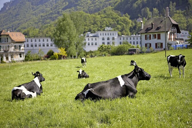 Maison Cailler Visit and Walk A Pioneer in the Meadows - Maison Cailler in Broc: a Swiss classic with a practical plan