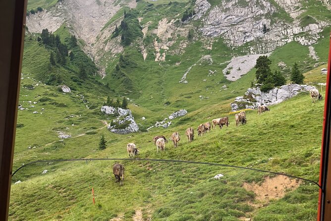 Mt. Pilatus with Lake of Lucerne Cruise Private Tour from Lucerne - Down the mountain on the world’s steepest cogwheel