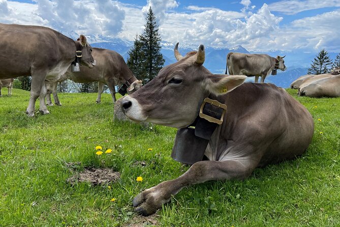 Mt Rigi and Lucerne Day Trip from Zurich With Boat Ride - Price and value: is $204.20 a fair deal for a 9.5-hour day?