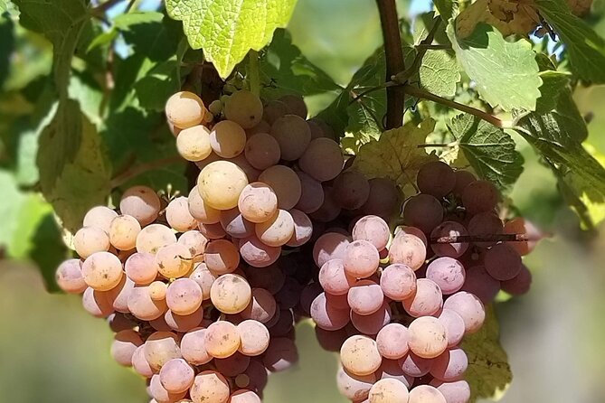 Pinot Noir & Pinot Wine Tour to Baden-Württemberg - Stop 1 in Bad Krozingen, a multi-generation family winery