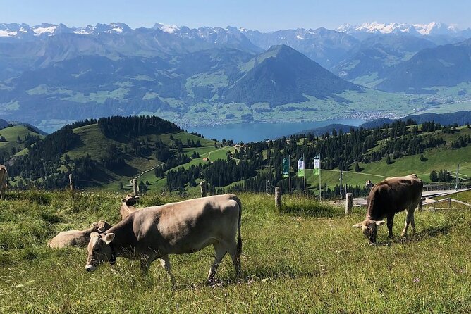 Private Guided Hike on Mt. Rigi with Farm Visit and BBQ - Who this Mt. Rigi day suits best