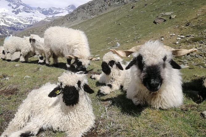 Private Mt. Gornergrat and Zermatt Tour - Private tour logistics that actually matter for your comfort