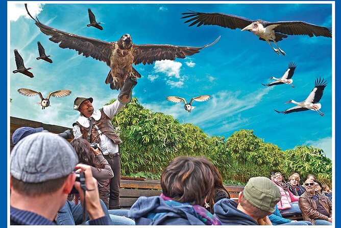 Skip the Line: Falconeria Locarno Ticket - What you learn during the show, from Persia to Europe
