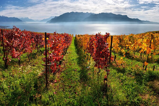 Swiss Wine Tasting at Lavaux Vineyards: Private Trip from Geneva - Lavaux Vineyard Terraces Stop: What to Expect at the Core of the Day
