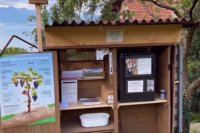 Vine Stories: Lavaux & Lutry wine walk - Meeting in Lutry and the 3.5-hour rhythm you can handle