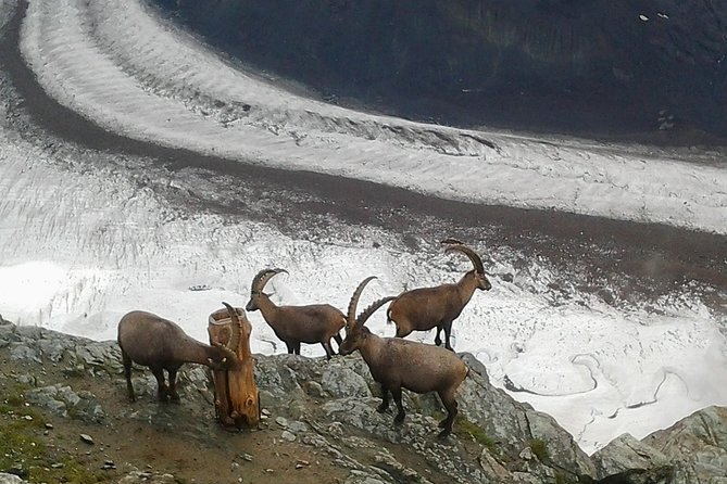 Zermatt & Mt. Gornergrat Small Group Day Trip from Bern - Visp to Zermatt by cogwheel train: the climb you feel