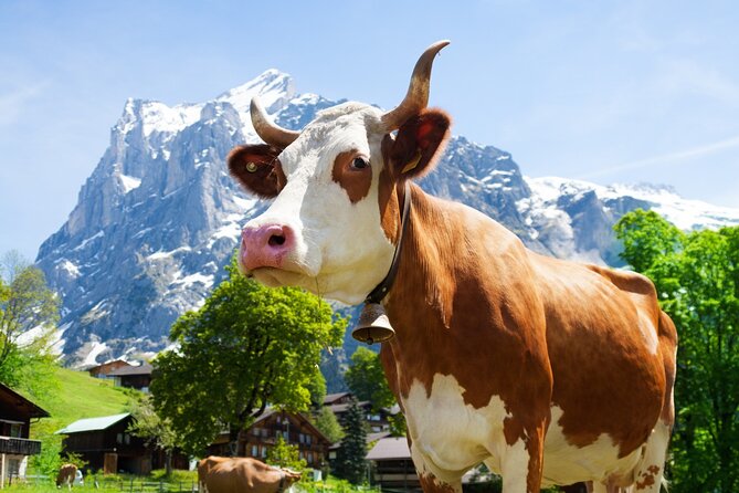 Zurich: Chocolarium and Appenzeller Schaukäserei Tour - Key highlights to know before you go