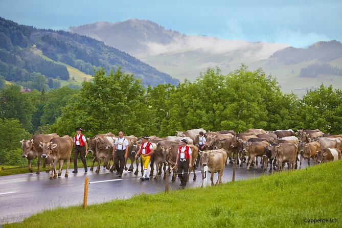 Zurich Open Top Bus, Chocolate and Cheese Factory Tour Appenzell - Appenzeller Schaukäserei: Cheese Tradition, Tastings, and Timing Risk